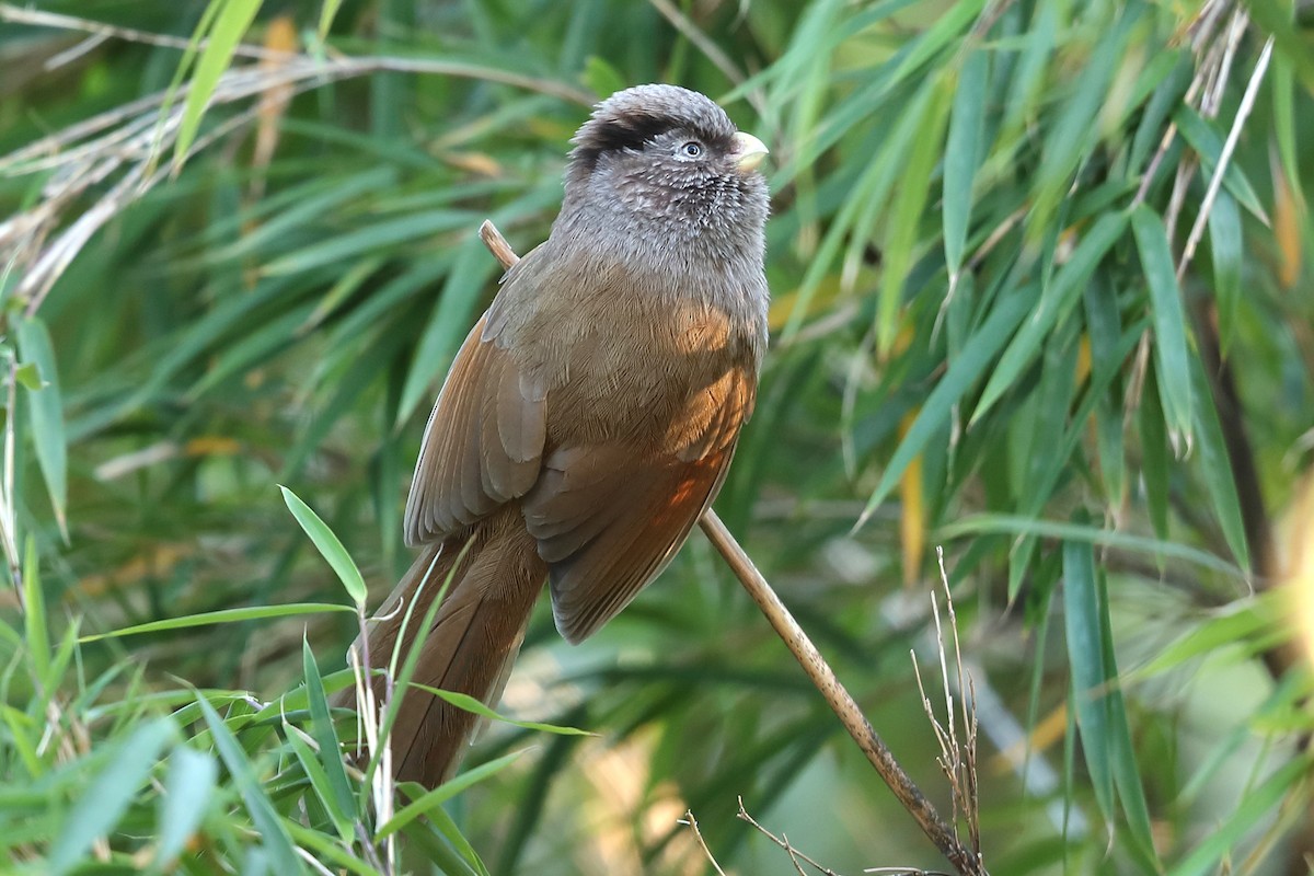 Brown Parrotbill - ML643974398