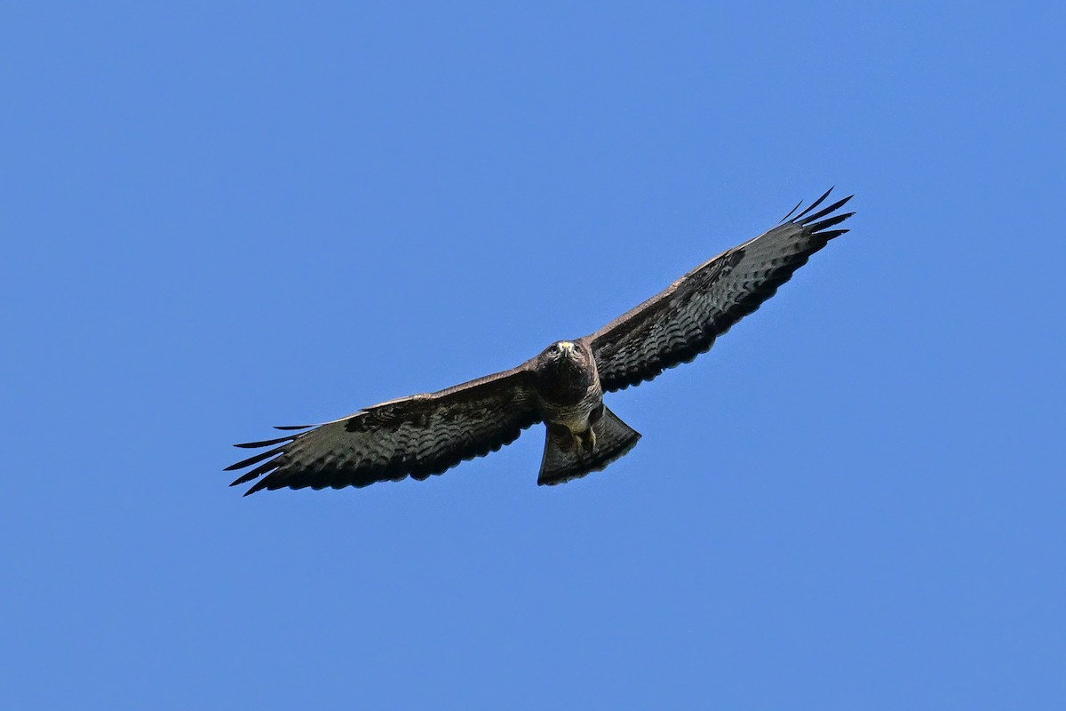 Buse variable - ML643974410