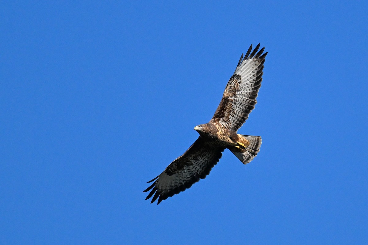 Buse variable - ML643974411