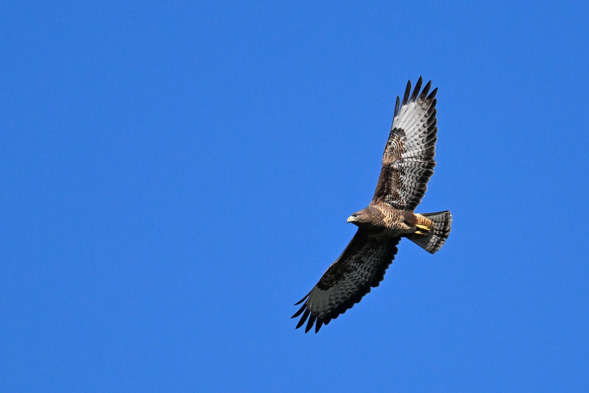 Buse variable - ML643974412