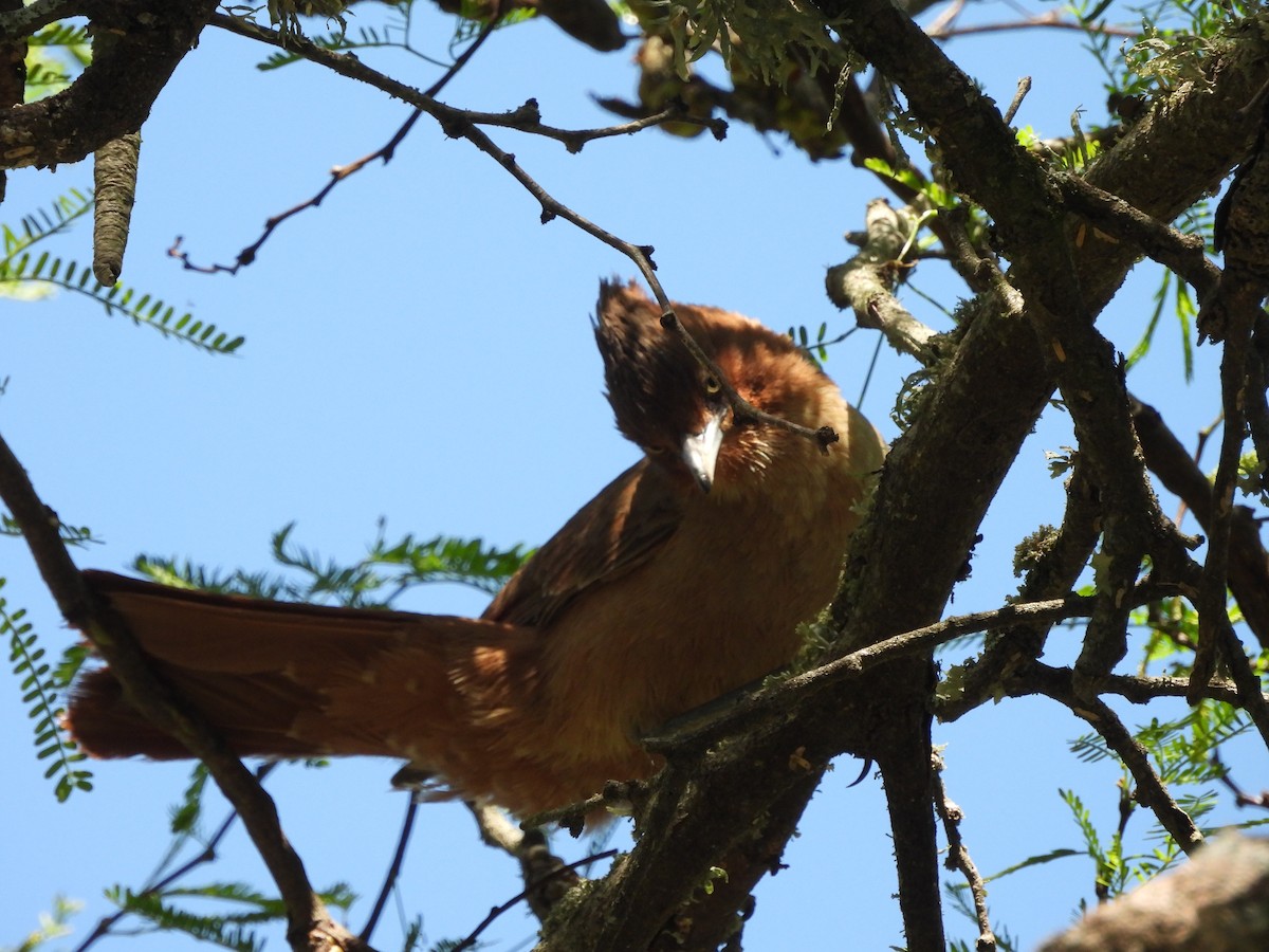 Brown Cacholote - ML643974421