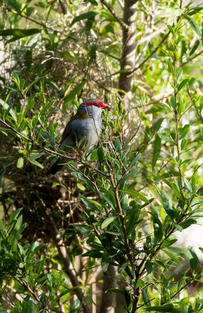 Red-browed Firetail - ML643974423