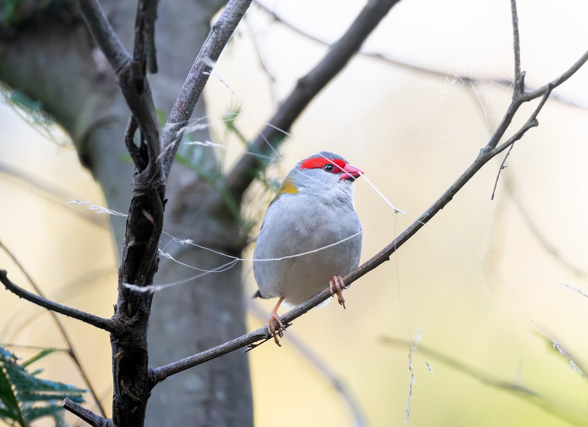 Red-browed Firetail - ML643974424