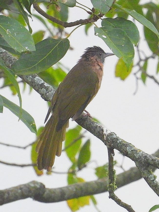 Mountain Bulbul - ML643974426