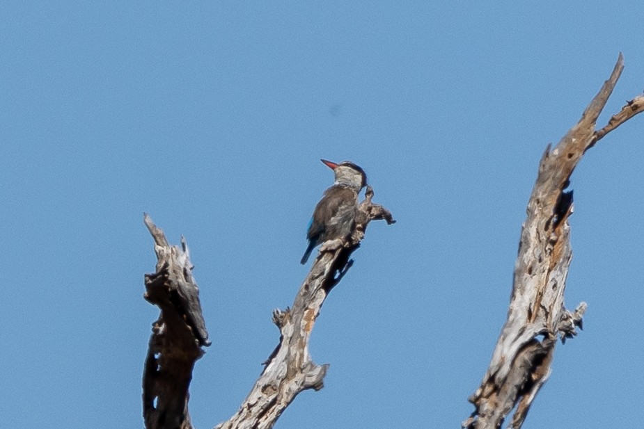 Striped Kingfisher - ML643974428
