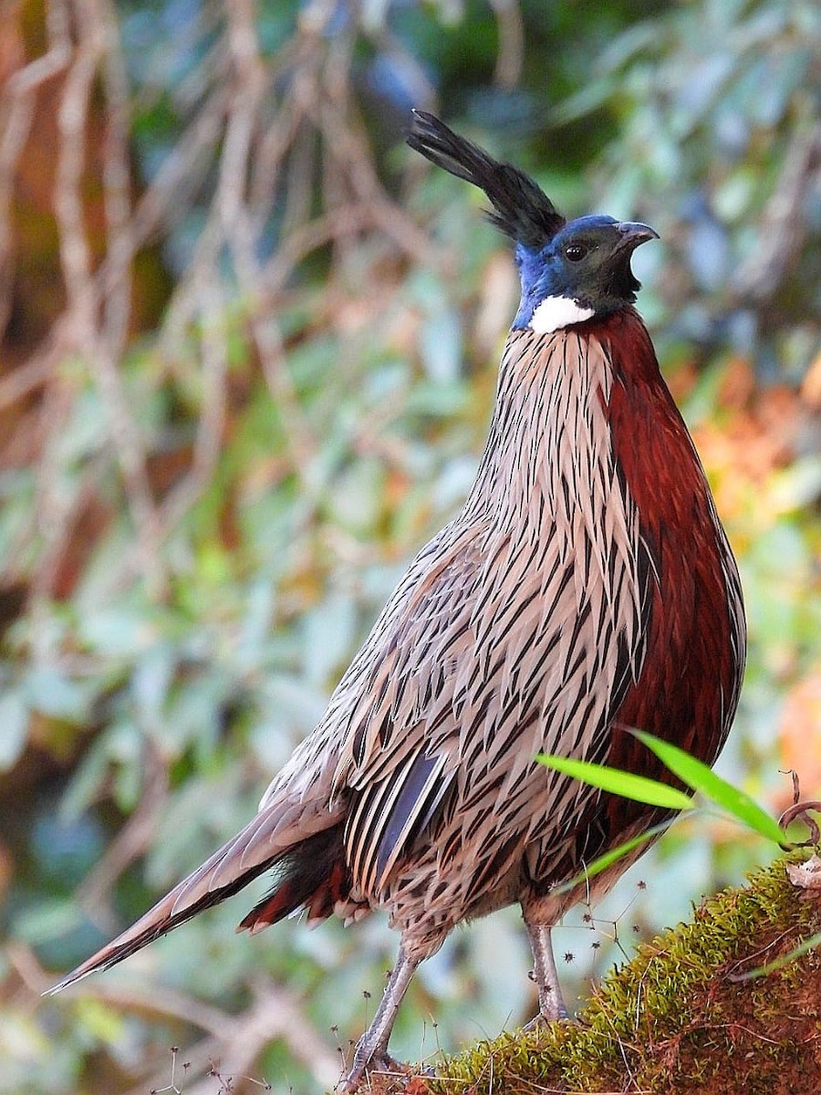 Koklass Pheasant - ML643974440