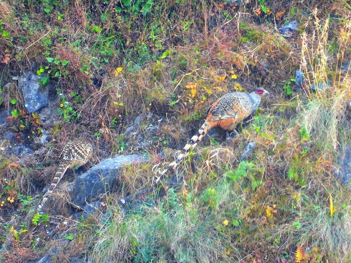 Cheer Pheasant - ML643974457