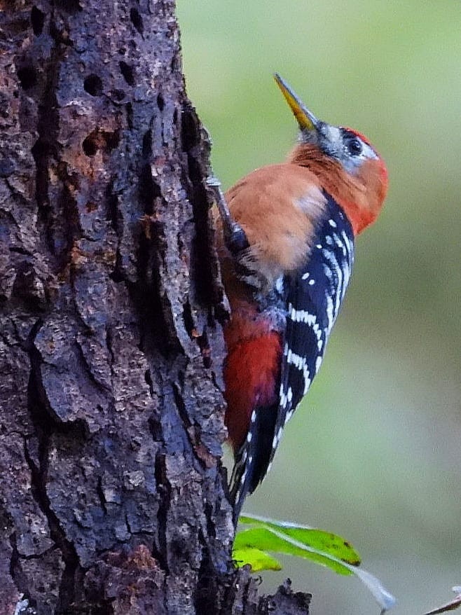 Rufous-bellied Woodpecker - ML643974466