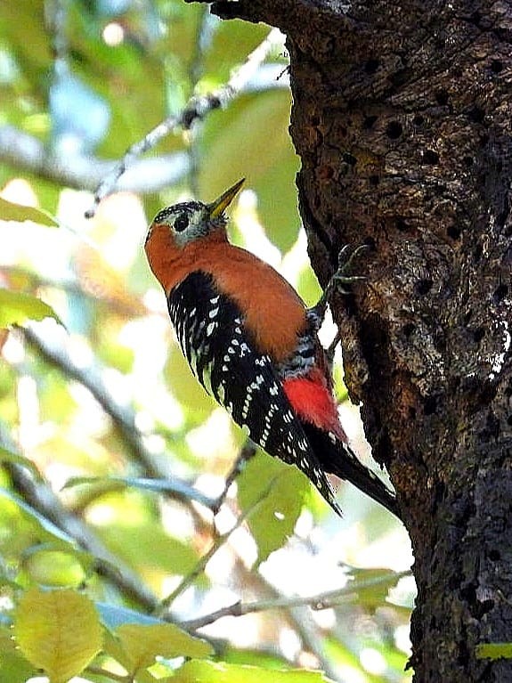 Rufous-bellied Woodpecker - ML643974467