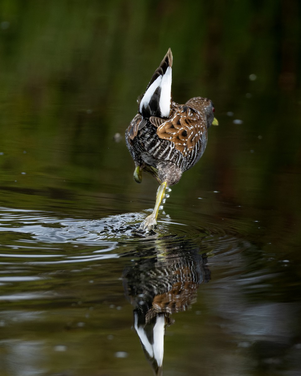 ミナミヒメクイナ - ML643974499