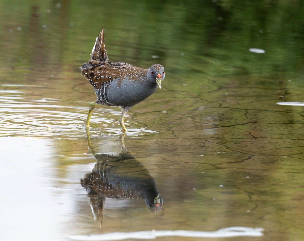 ミナミヒメクイナ - ML643974500