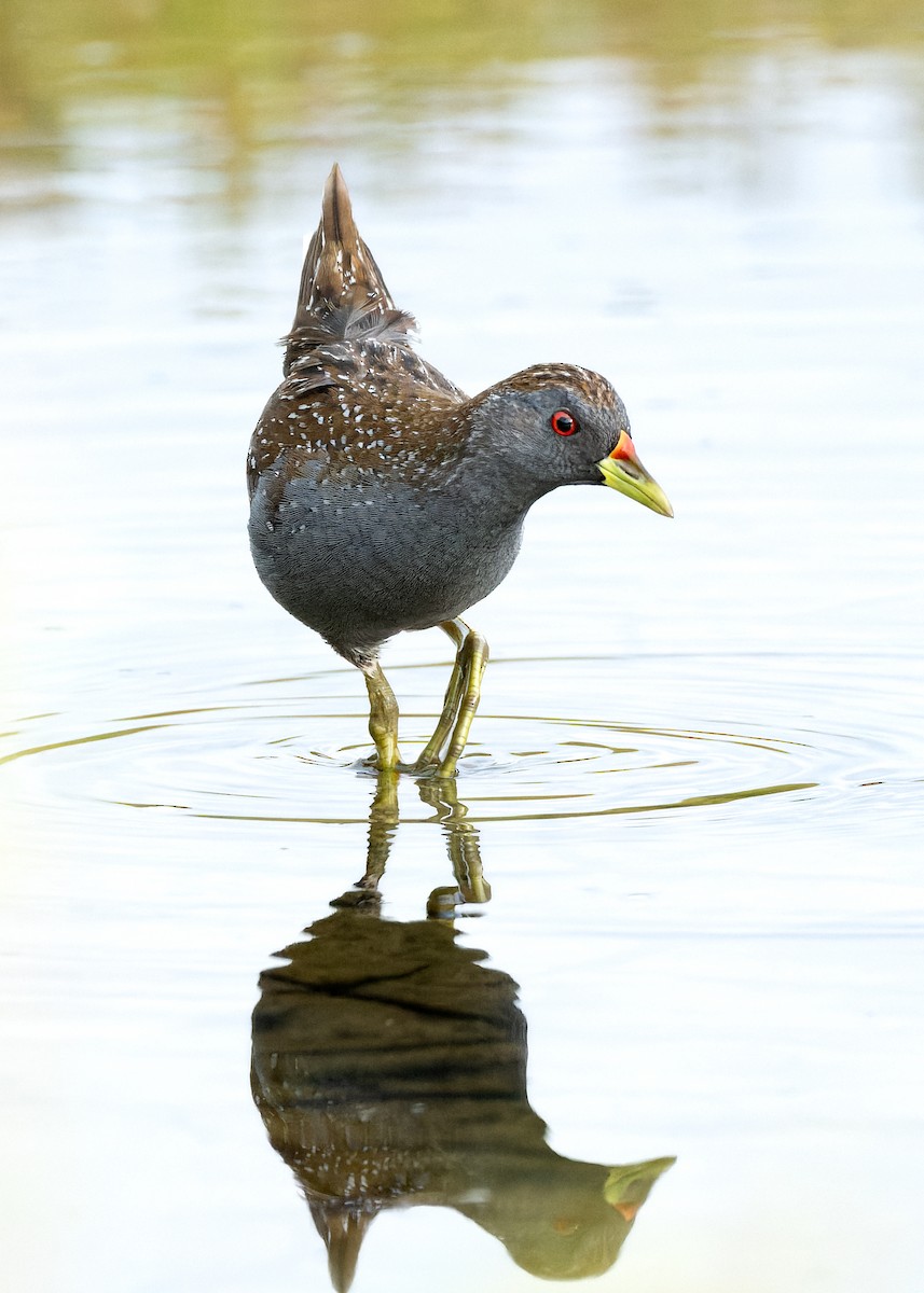 ミナミヒメクイナ - ML643974501