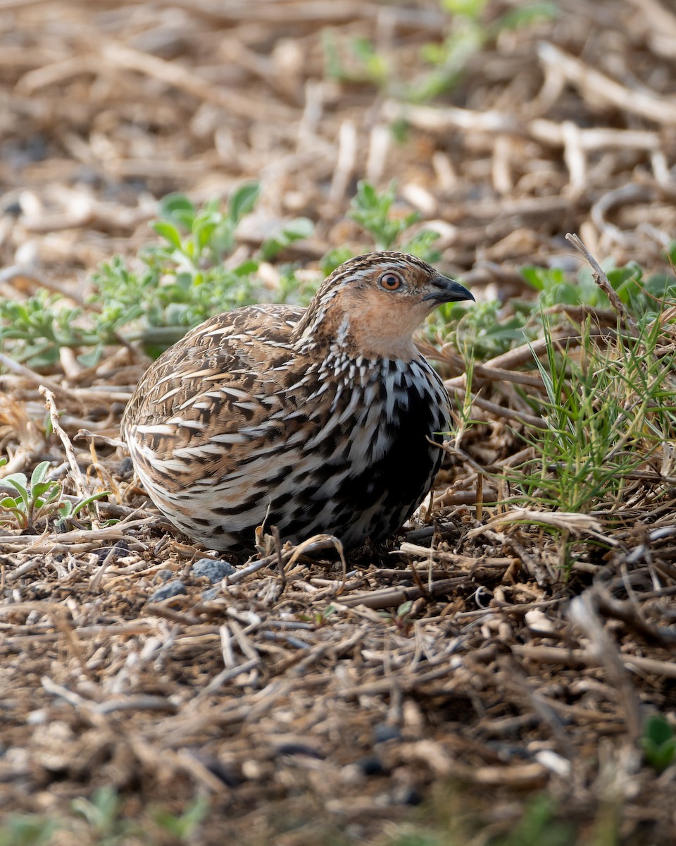Stubble Quail - ML643974503