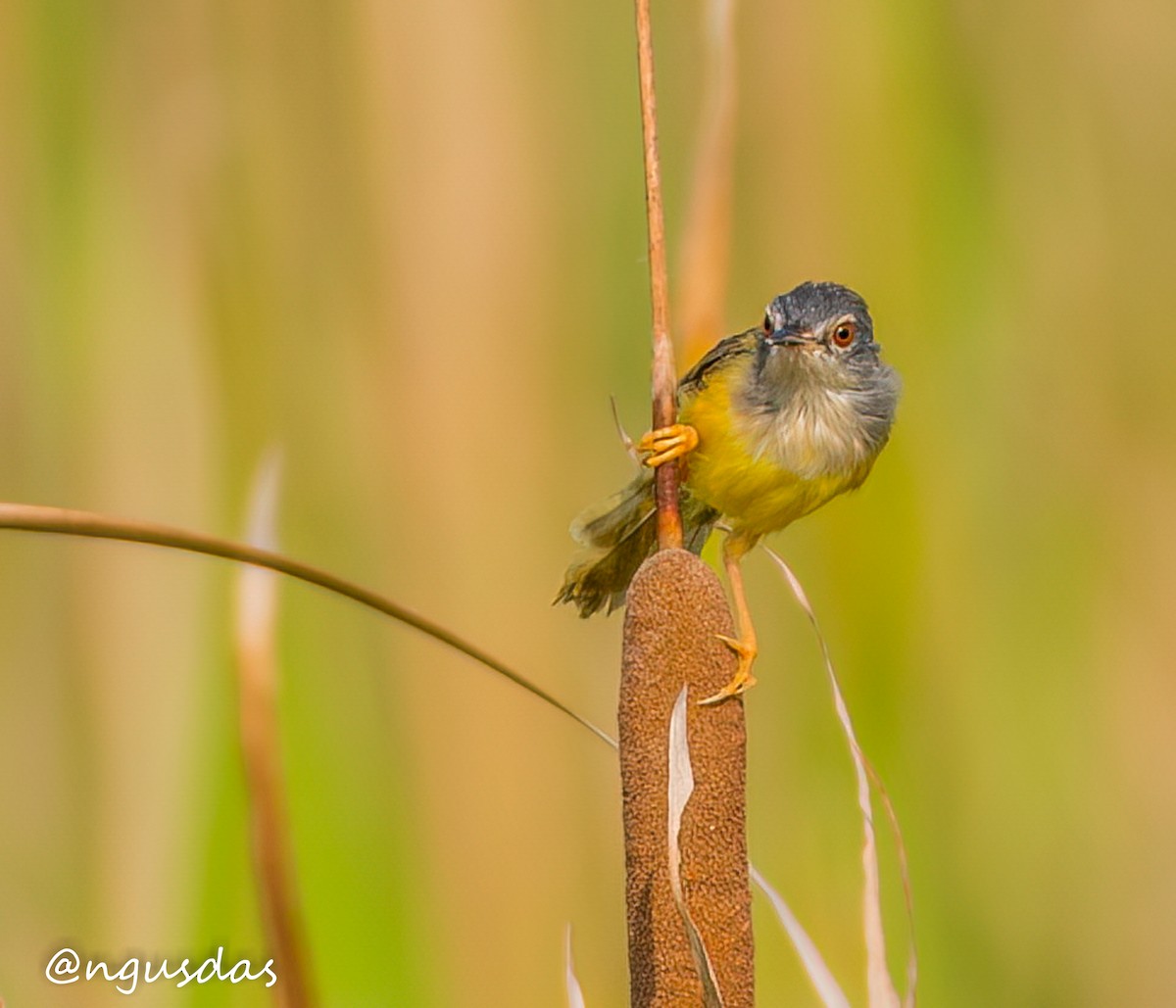 Prinia à ventre jaune - ML643974504