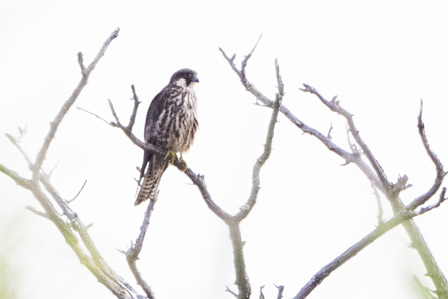 Eleonora's Falcon - ML643974542