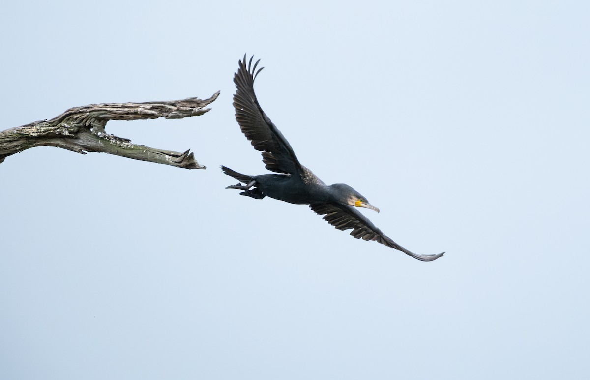 storskarv (novaehollandiae) - ML643974584