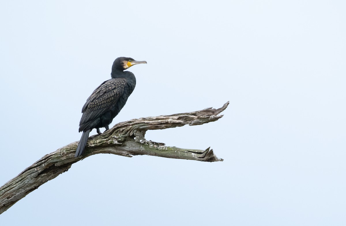 storskarv (novaehollandiae) - ML643974585