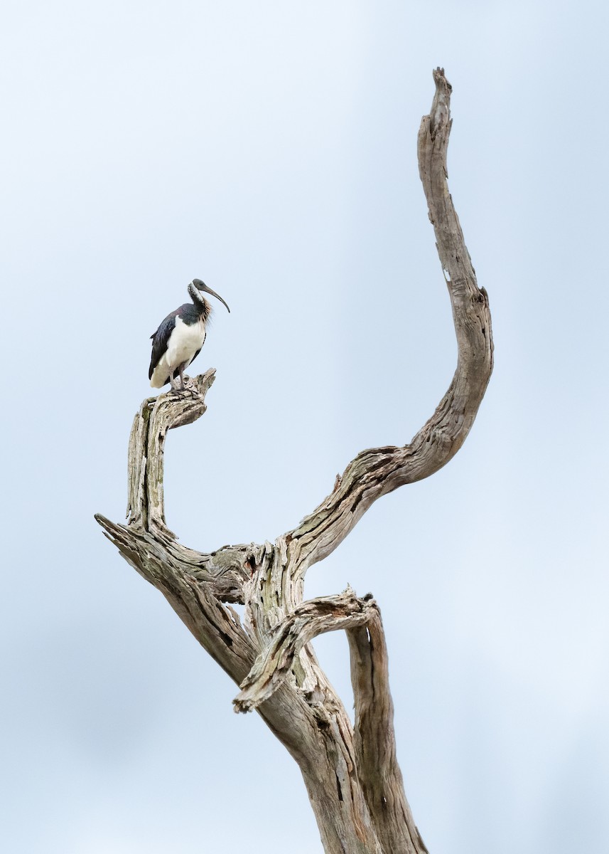 stråibis - ML643974587