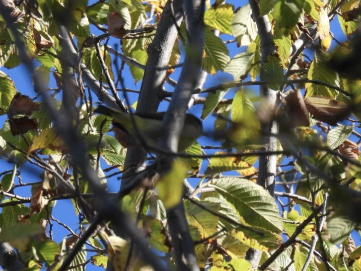Philadelphia Vireo - ML643974589