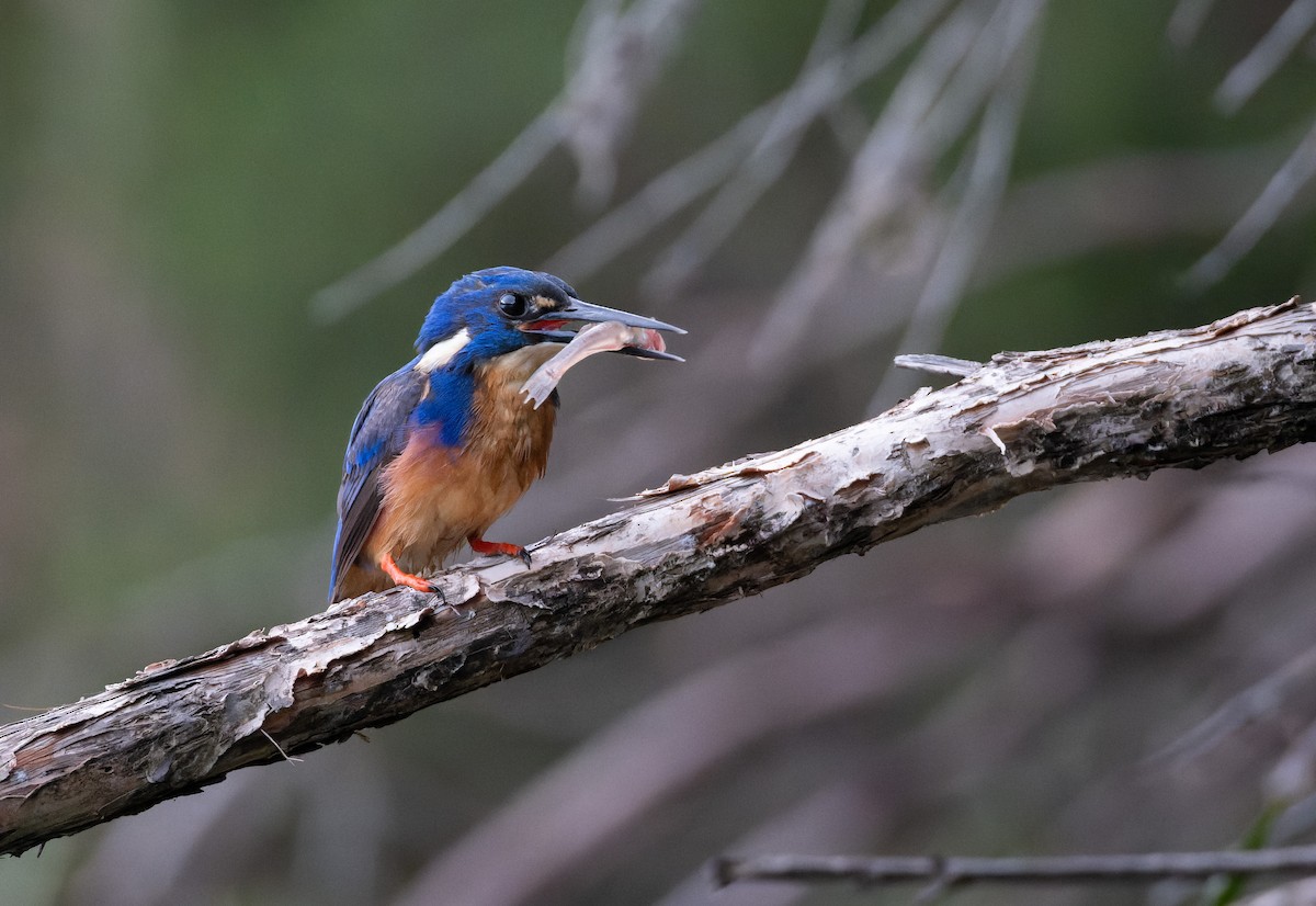 asurisfugl - ML643974590