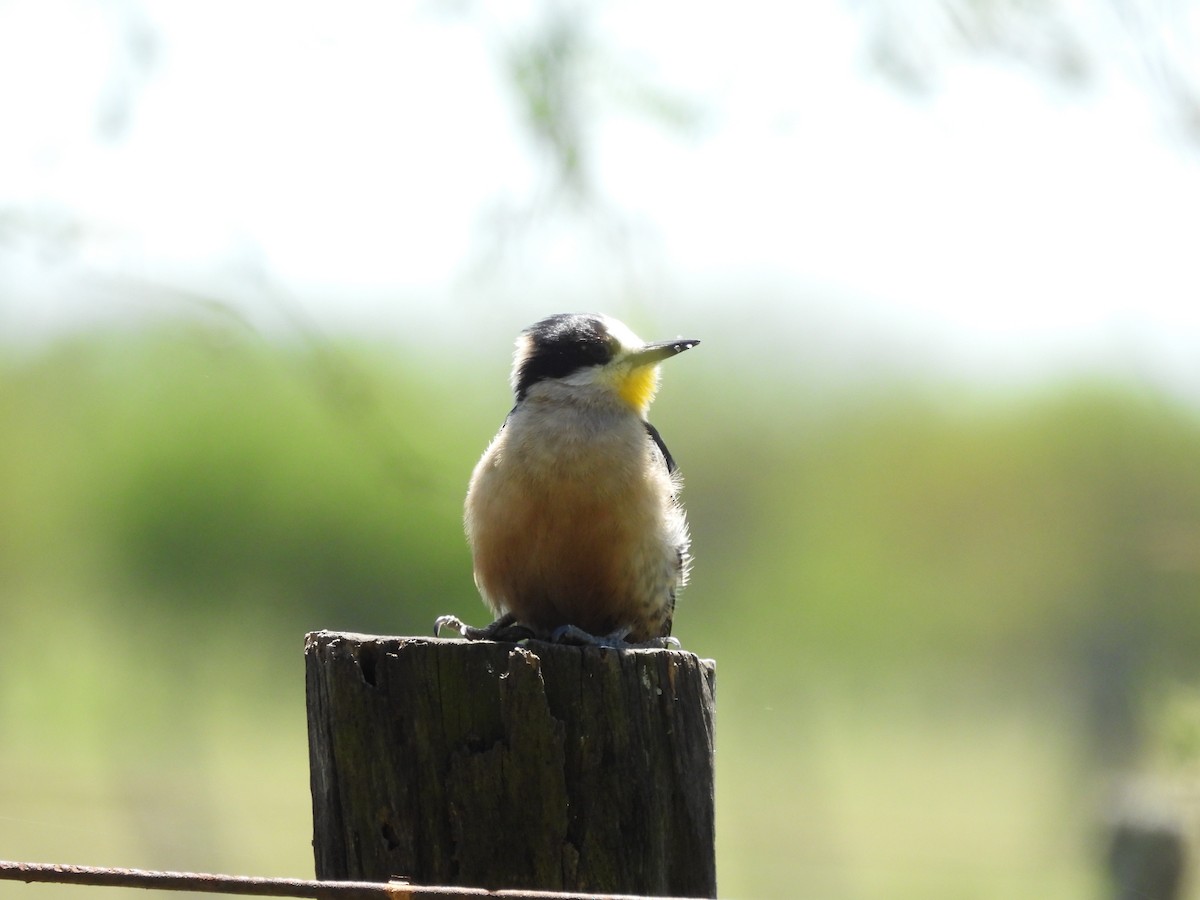 White-fronted Woodpecker - ML643974591