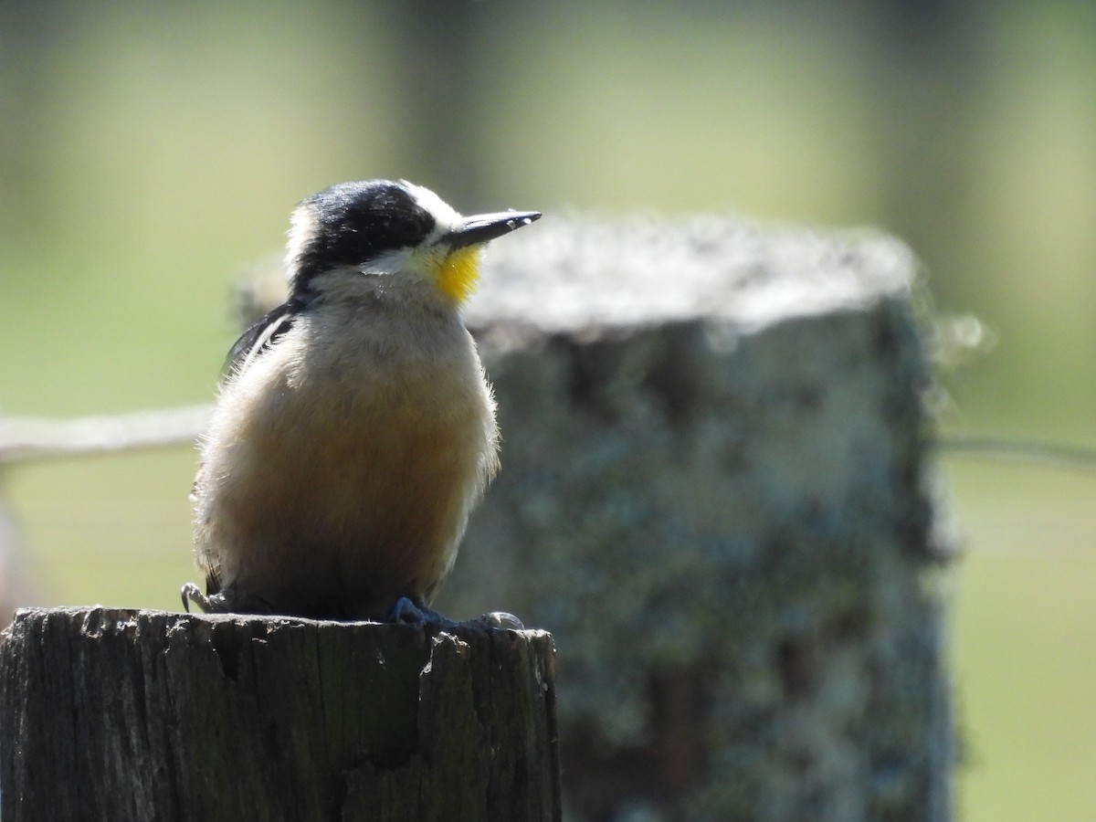 White-fronted Woodpecker - ML643974592