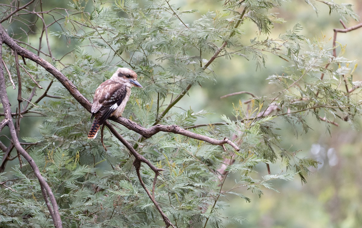 latterkokaburra - ML643974593