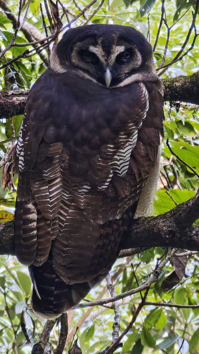 Brown Wood-Owl - ML643974607