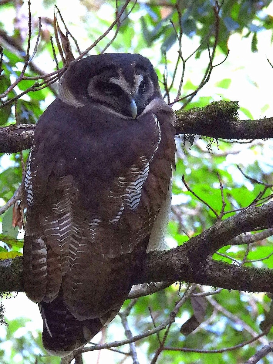 Brown Wood-Owl - ML643974608
