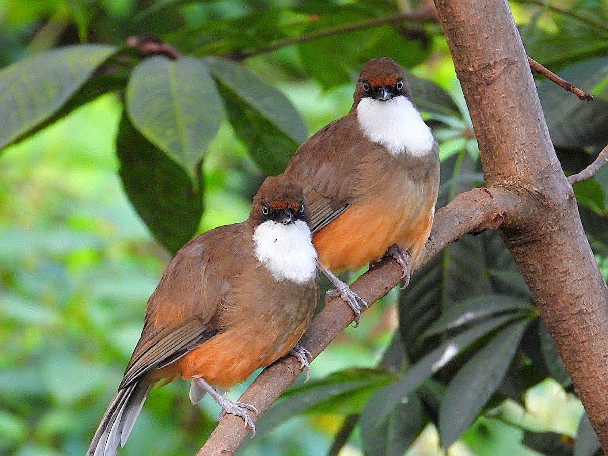 White-throated Laughingthrush - ML643974617