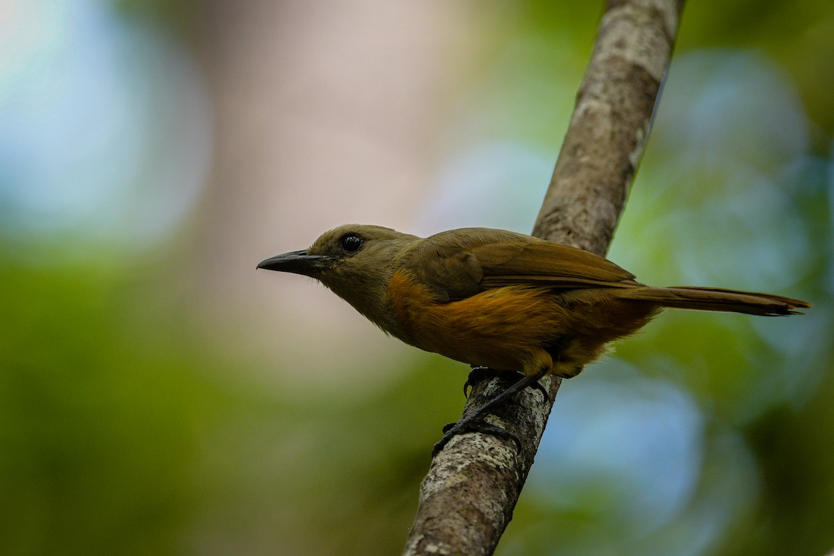 Raja Ampat Pitohui - ML643974618