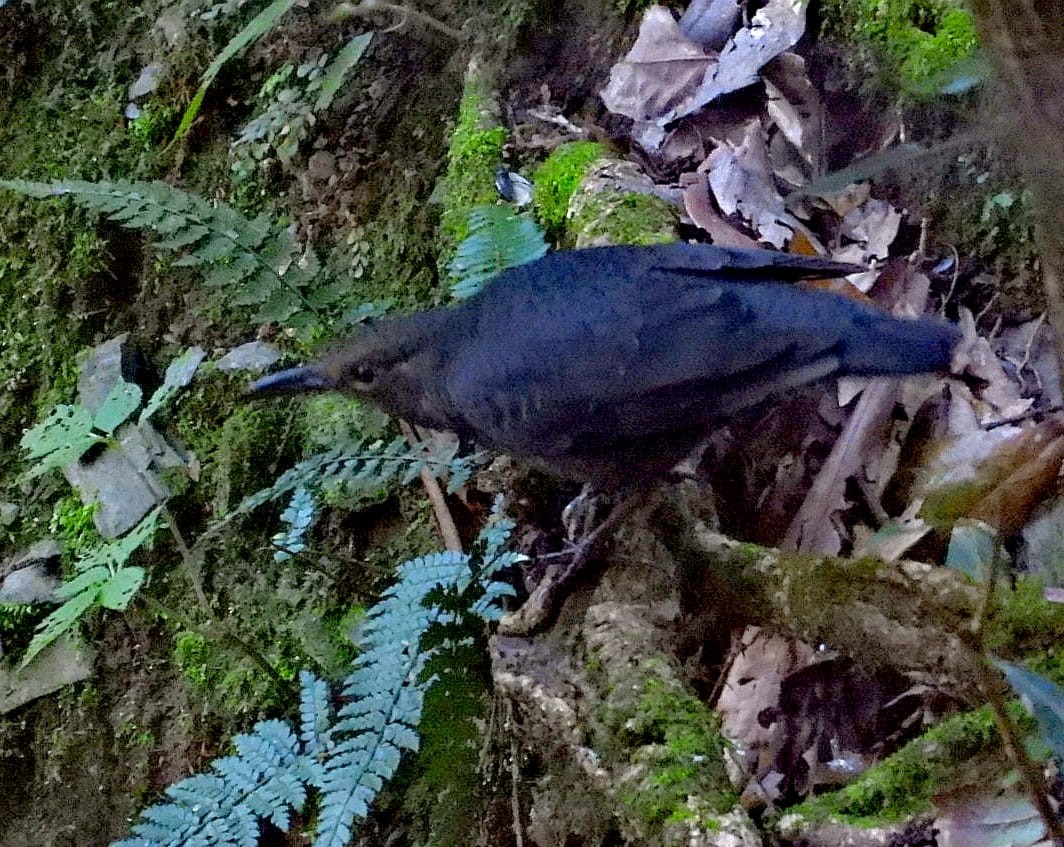 Long-billed Thrush - ML643974622