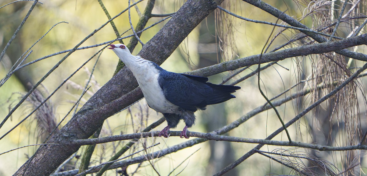 White-headed Pigeon - ML643974656