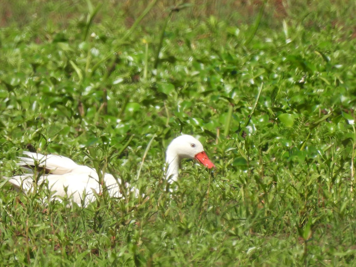 Coscoroba Swan - ML643974680