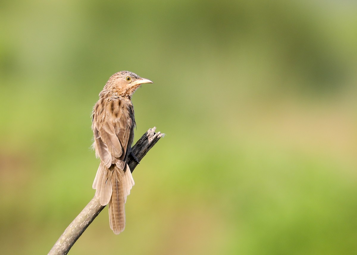 Кратеропа смугастоголова - ML643974681