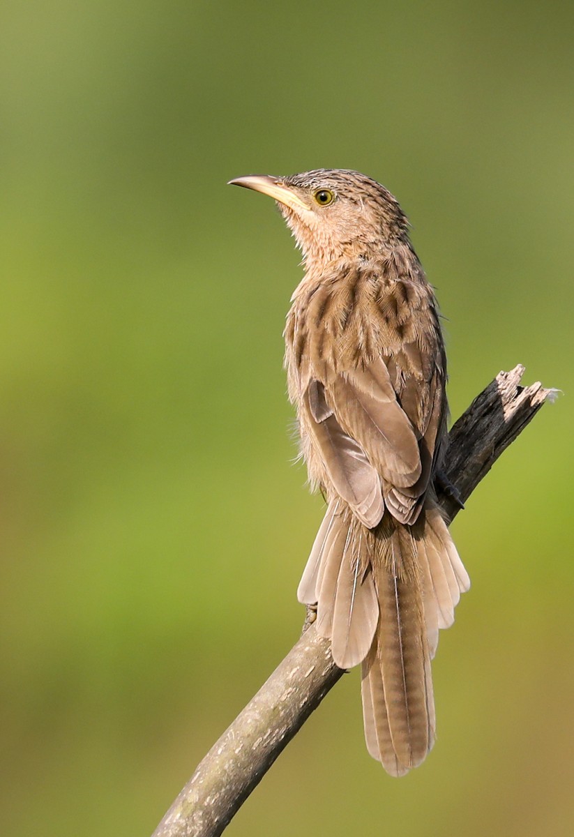 Кратеропа смугастоголова - ML643974682