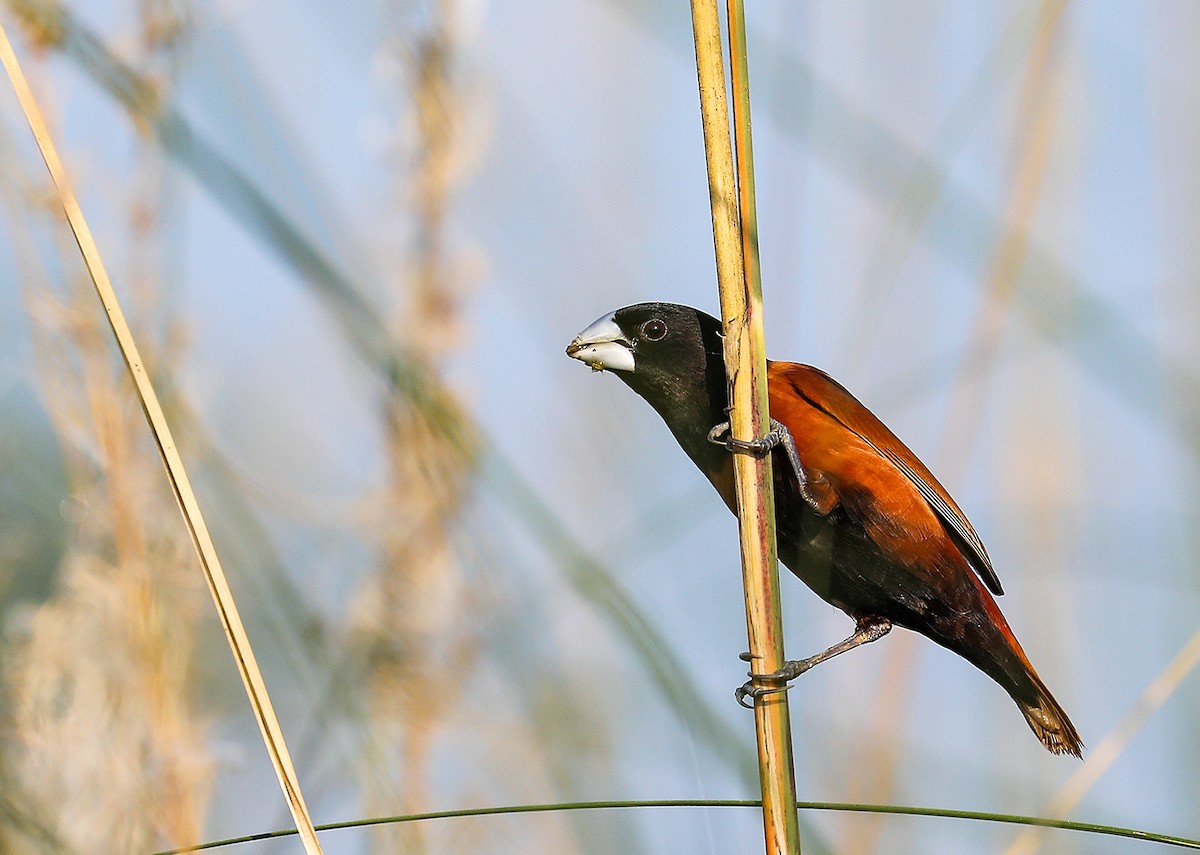Chestnut Munia - ML643974690