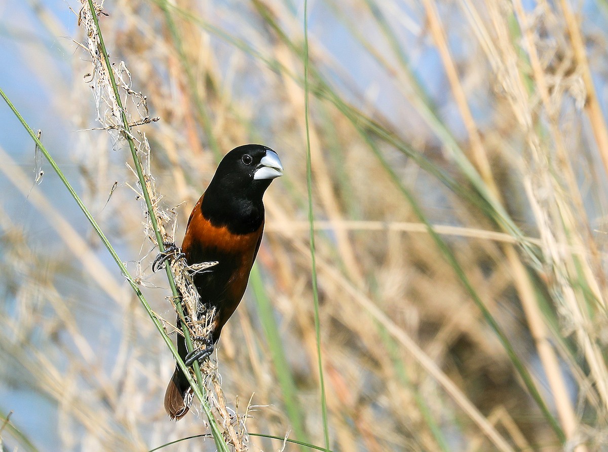 Chestnut Munia - ML643974691