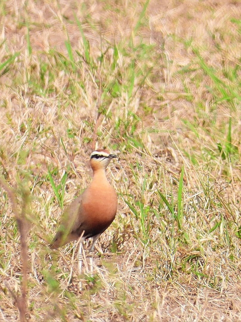 Indian Courser - ML643974692