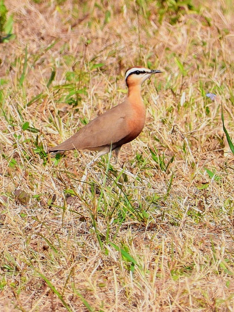 Indian Courser - ML643974693