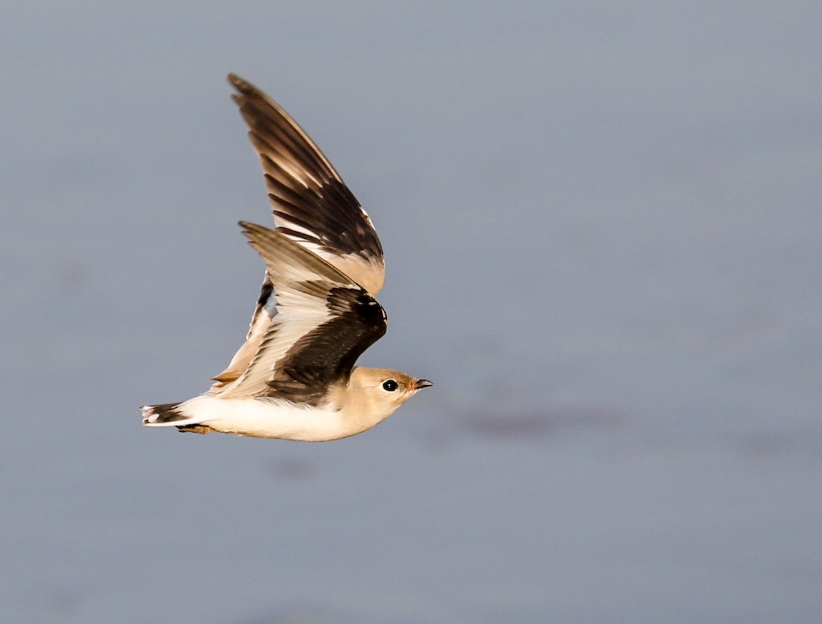 Small Pratincole - ML643974694
