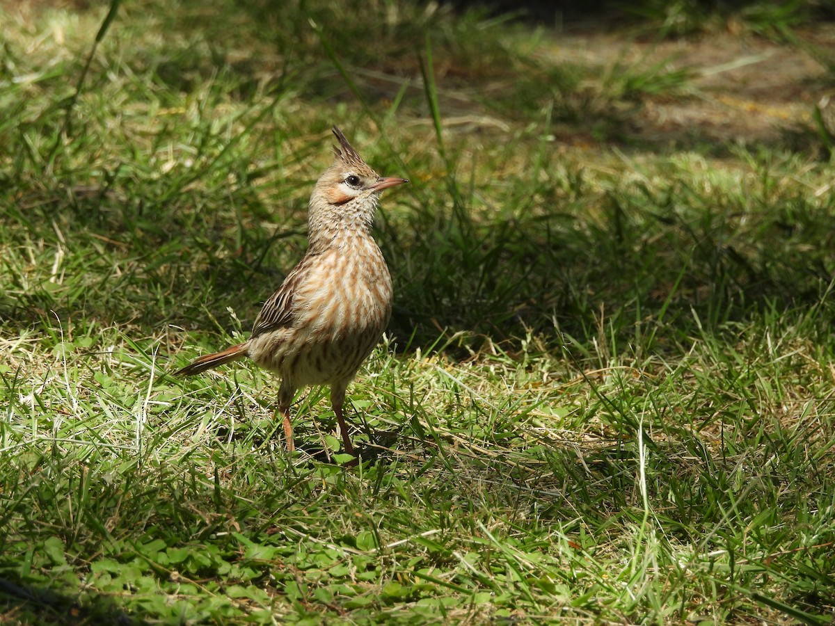 Annumbi alouette - ML643974695