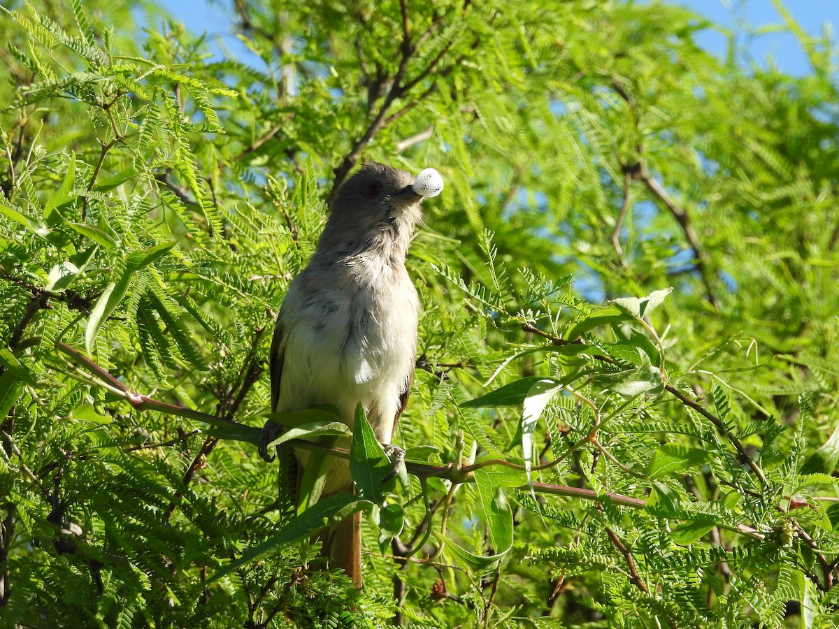 Piaye cendré - ML643974717