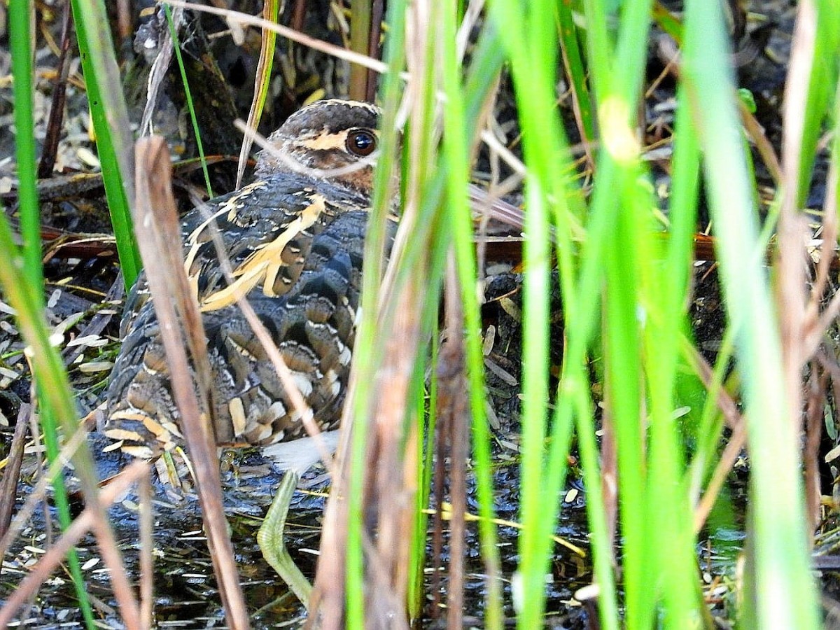 riksesnipe - ML643974754