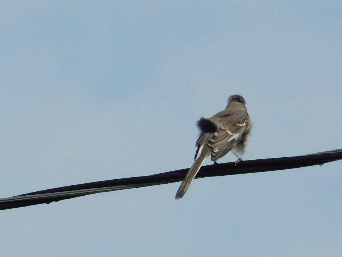 sangspottefugl - ML643974766