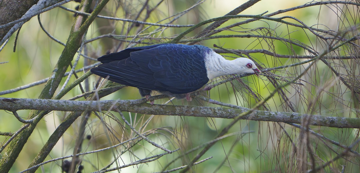 White-headed Pigeon - ML643974774