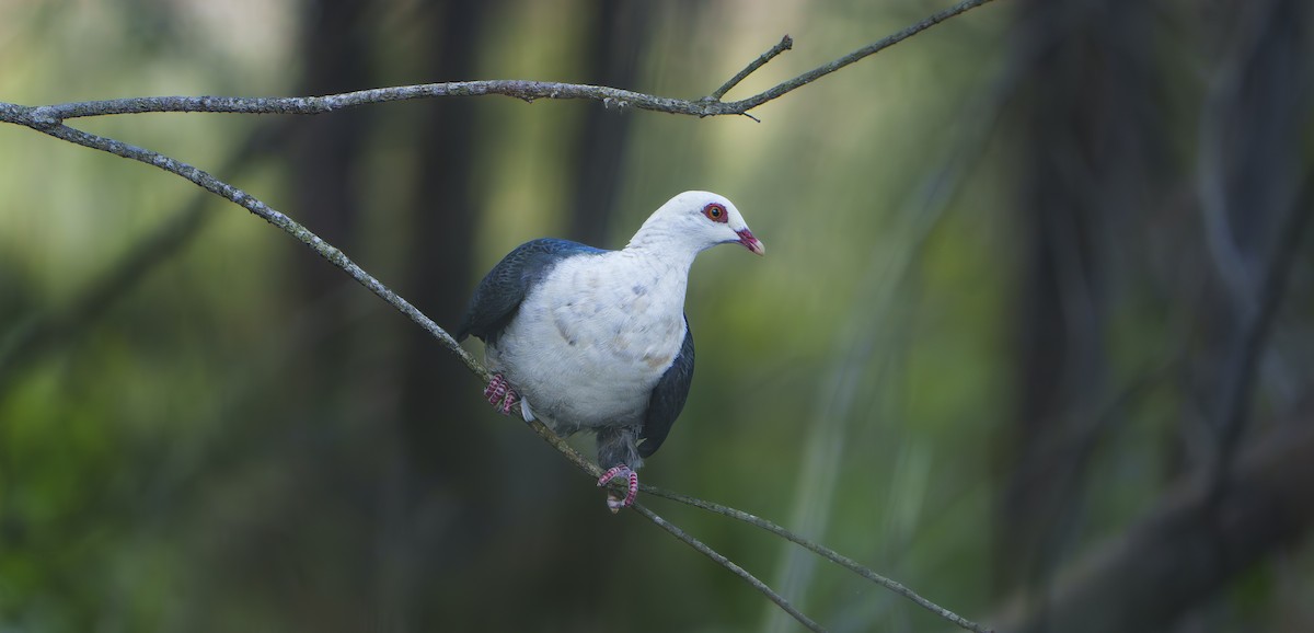 White-headed Pigeon - ML643974775