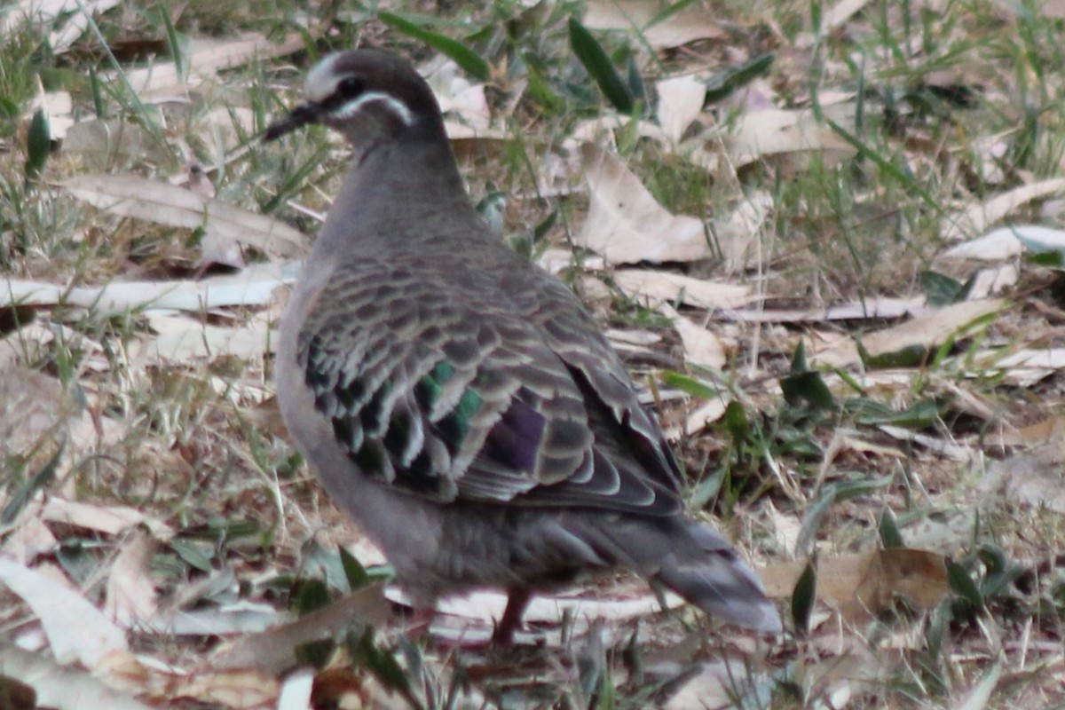 skogglansdue - ML643974777