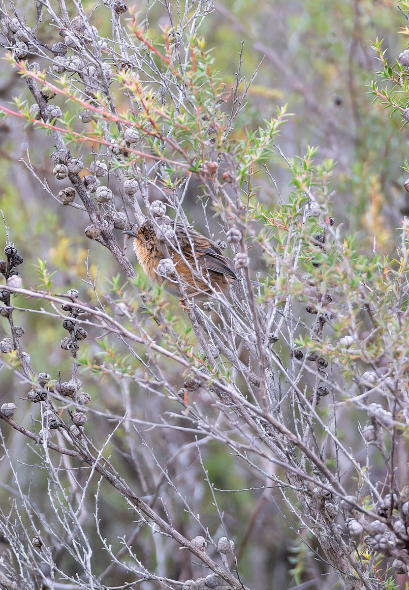 Southern Emuwren - ML643974789