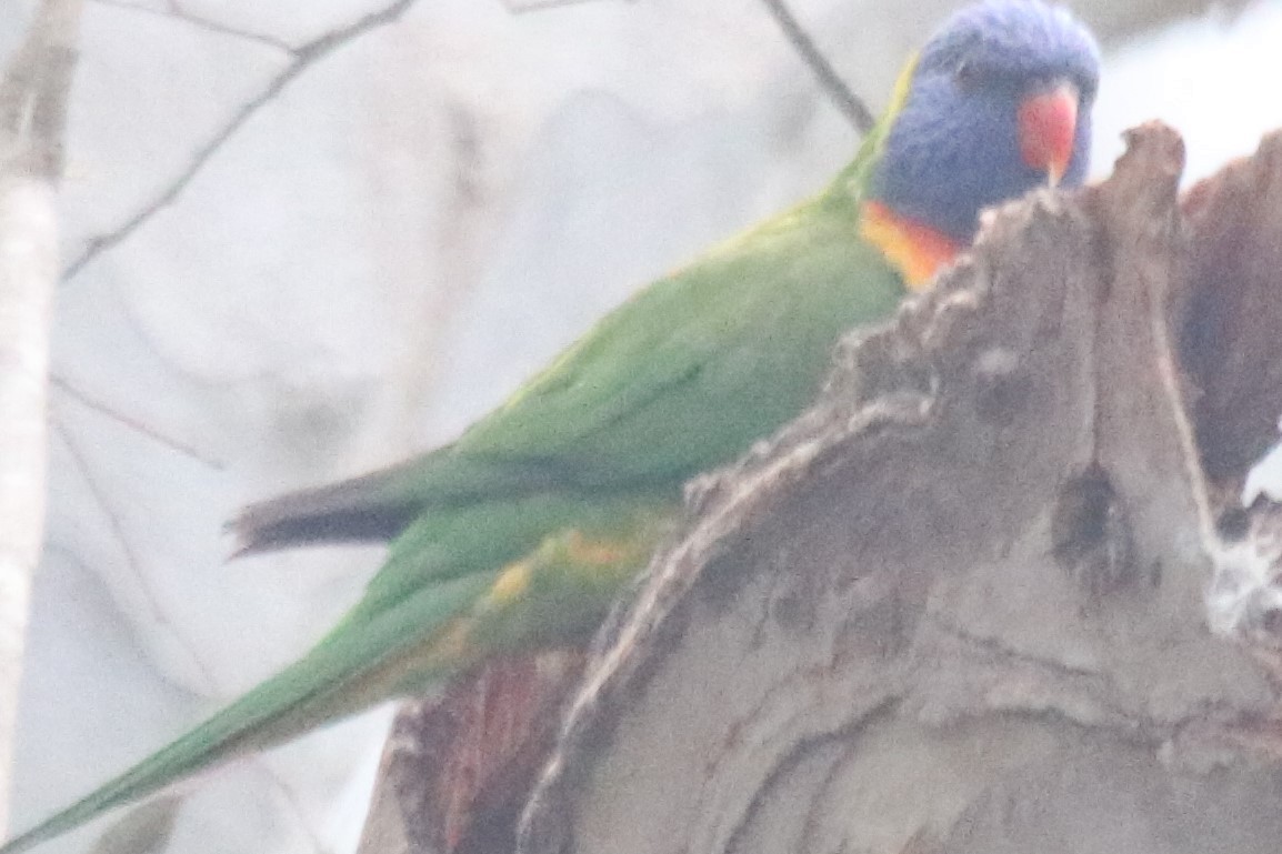 regnbuelori - ML643974792